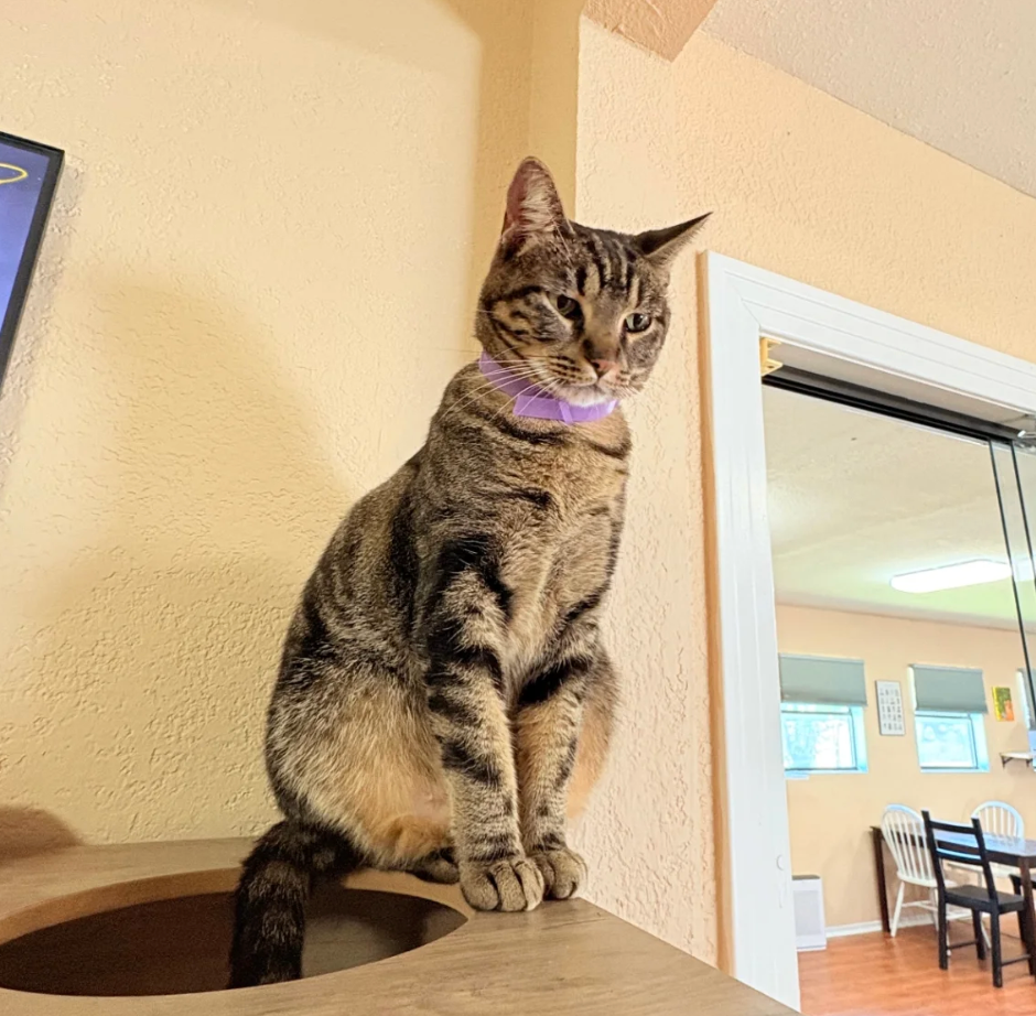 宠物表情包生成 示例图